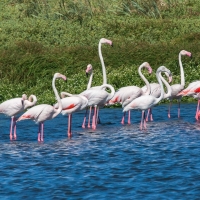 Flamingos