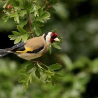 Black-Headed Goldfinch