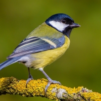 Titmouse