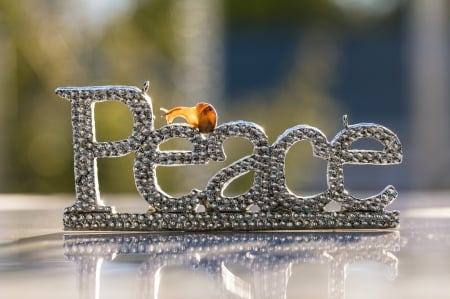 :) - word, macro, cute, snail, peace