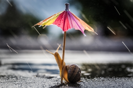 :) - snail, macro, pink, rain, umbrella, funny, cute