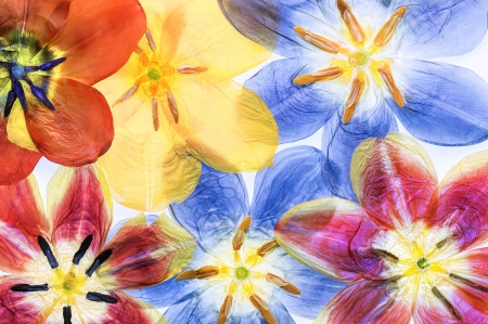 :) - skin, colorful, tulips, spring, yellow, blue, orange, texture, flower