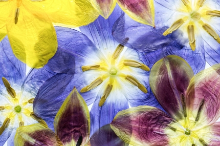 :) - skin, tulips, yellow, blue, spring, texture, flower, pink