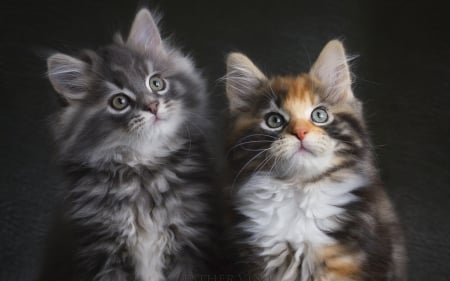 Kittens