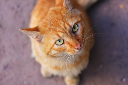 Cat - animal, view from the top, eyes, pisici, orange, cat