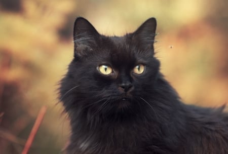 Black cat - black, animal, pisici, halloween, cat