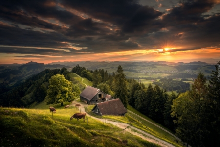 wonderful place - sky, mountains, animals, cows, beautiful, nature