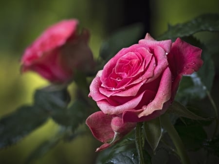 Pink Roses - garden, flower, two, rose