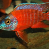 rubin red peacock chichlid