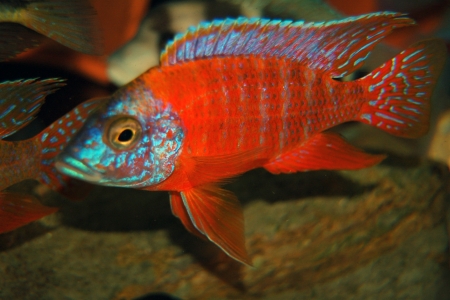 rubin red peacock chichlid - rubin, peacock, chichlid, red