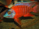 rubin red peacock chichlid