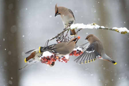 :-) - snow, birds, nature, painted