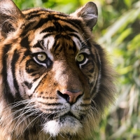 tiger