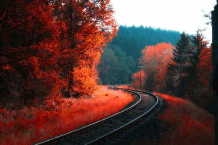 Autumn Colors - nature, railway, autumn, trees, forest, tracks