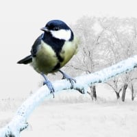 Winter Bird