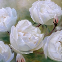 white roses