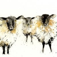 Sheeps