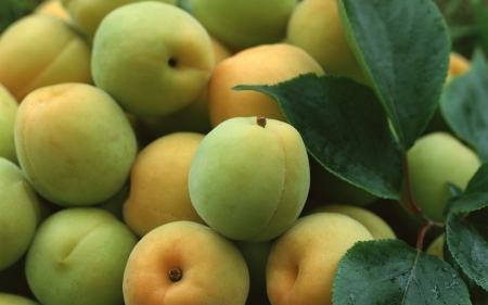 Apricot - ripe, fruits, apricot, food