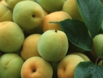 Apricot