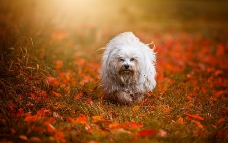 Cute puppy - leaves, animal, dog, autumn