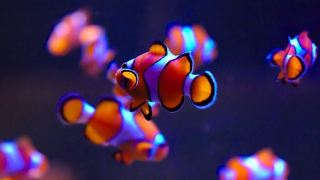 clown fish - animal, fish, water, clown