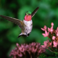 humming bird