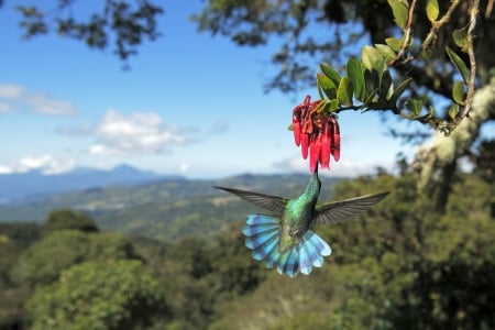 Hummingbird Feeding in Mexico - mexico, animals, hummingbird, bird, flower