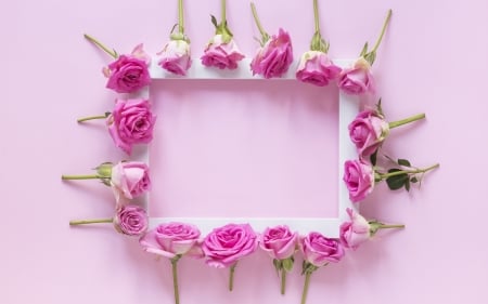 :) - pink, card, rose, flower, frame