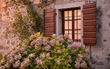 Window and Hydrangea - italy, window, shutters, house, hydrangea