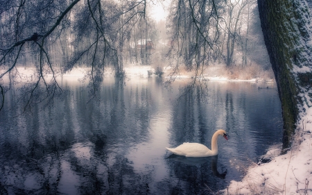 Swan in Winter - snow, river, trees, water