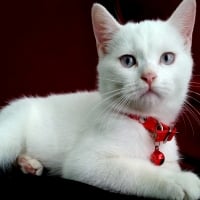 Christmas Blue Eyed White Cat