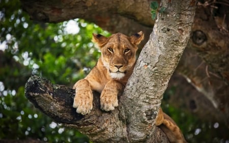 Lioness on Tree - lioness, tree, animal, wild cat