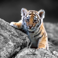 Rockin Tiger Cub