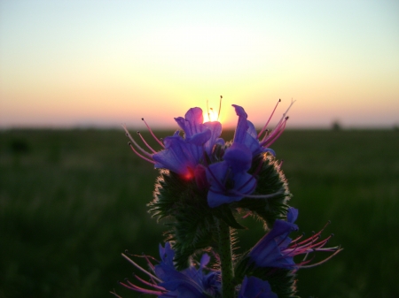 sunrise in russia - russia, khakasia, sunrise, summer