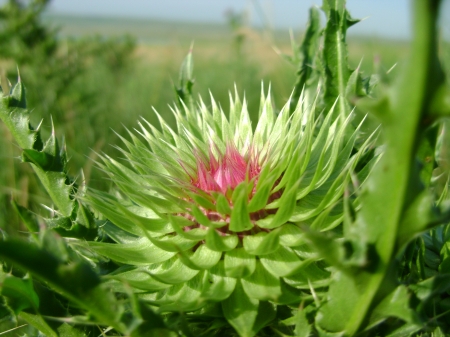 thistle flower - summer, thistle, flower, russia