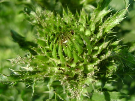 thistle flower ants exploring - thistle, flower, summer, ants