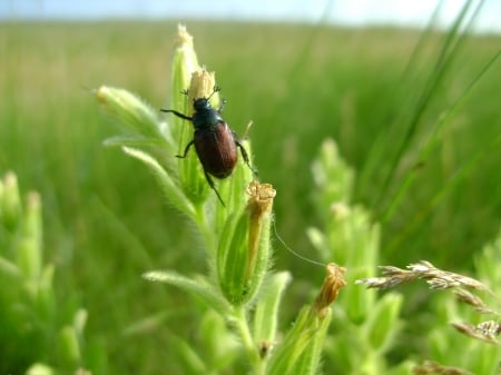 bug in summer - russia, flower, bug, summer