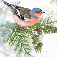 Winter Finch