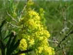 yellow flowers