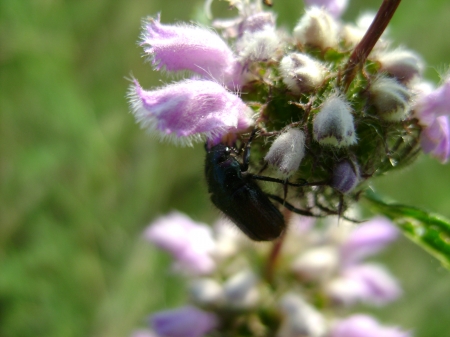 bug on the flower - summer, flower, bug, russia