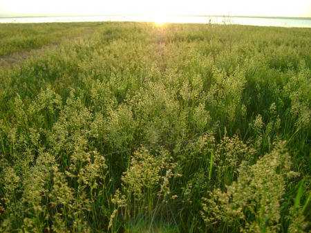 field under the sun - summer, field, russia, sun