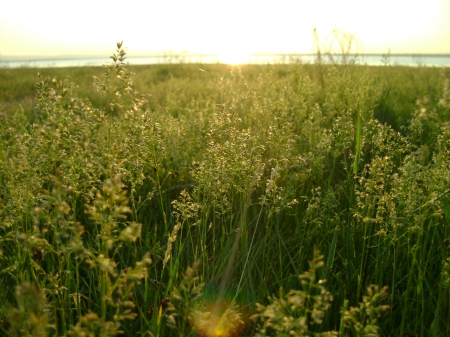 field under the sun - summer, field, russia, sun