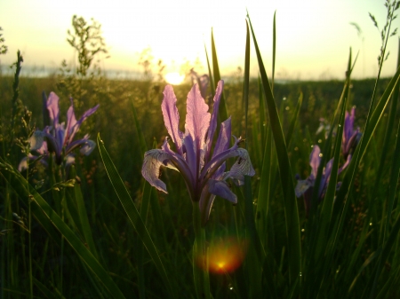 sunrise in the field - rissia, field, sunrise, flower