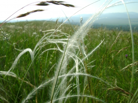 grass in the field - summer, field, grass, russia