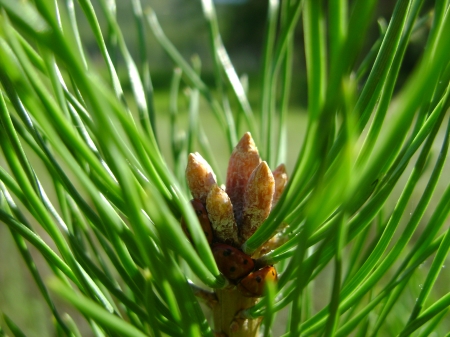 pine in russia - rissia, summer, khakasia, pine