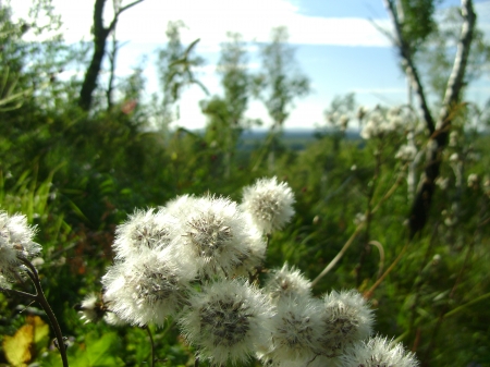 dandelion - russia, dandelion, summer, sun