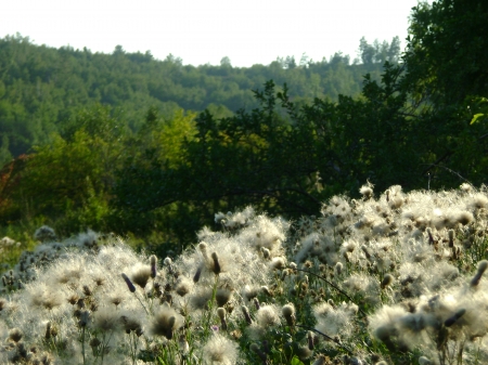 field under the sun - autumn, field, russia, sun