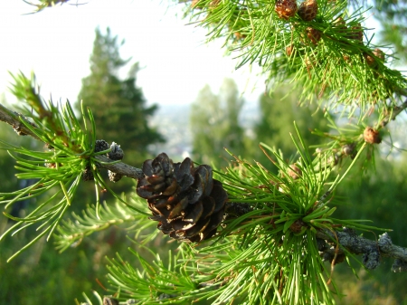 pine tree - summer, pine-tree, russia, sun