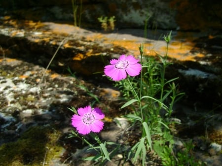 flowers on the stone - stone, summer, flowers, russia