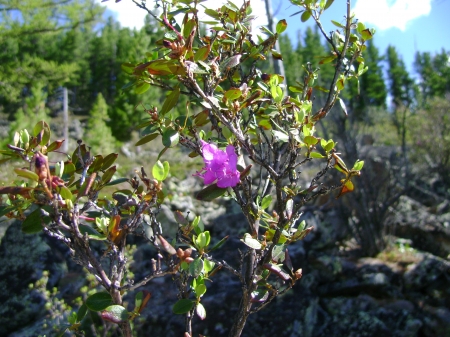 juniper - russia, summer, sun, juniper